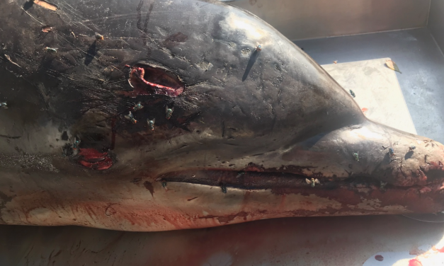 SIGN: Justice for Dolphin Brutally Impaled and Left for Dead