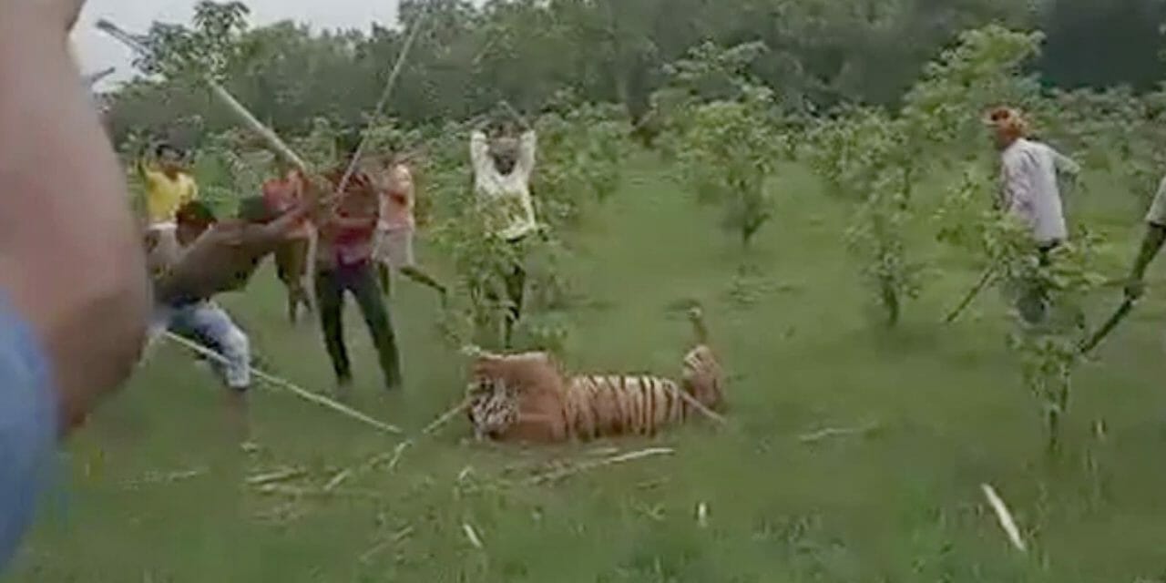 tiger beaten