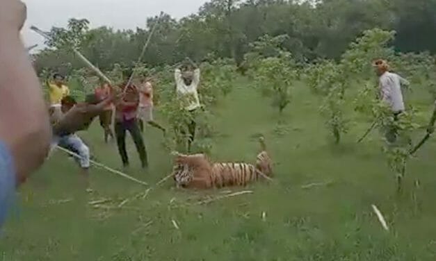 SIGN: Justice for Tiger Savagely Beaten to Death by Mob