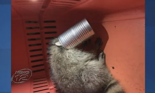 Rescuers Help Hungry Raccoon Who Got His Head Hopelessly Stuck in a Can