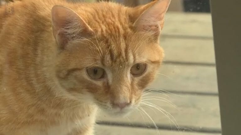 New Hearing For 79 Year Old Woman Sentenced To Jail For Feeding Cats