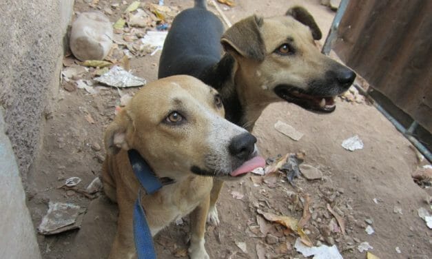 ‘Junkyard Dogs’ Trixie and Sonny Finally Find their Forever Home