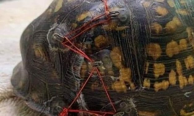 Brilliant Rescuers Are Using Donated Bra Hooks to Fix Turtles’ Shells