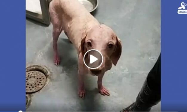 VIDEO: Dog Who Had Lost All Her Fur Reunites with The Man Who Saved Her