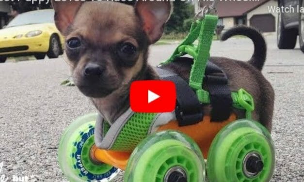 VIDEO: Tiny Puppy Born With No Front Legs Loves to Zoom Around On Wheels