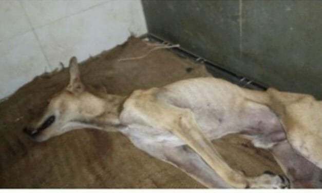 SIGN: Justice for Stray Dog Beaten into a Coma Just for Seeking Shelter From the Rain