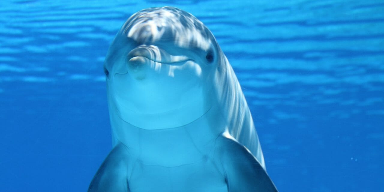 bottlenose dolphin