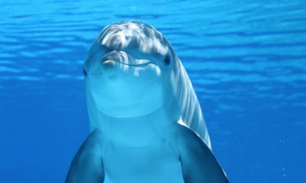 Victory for Dolphins – United Airlines Stops Selling Tickets to SeaWorld