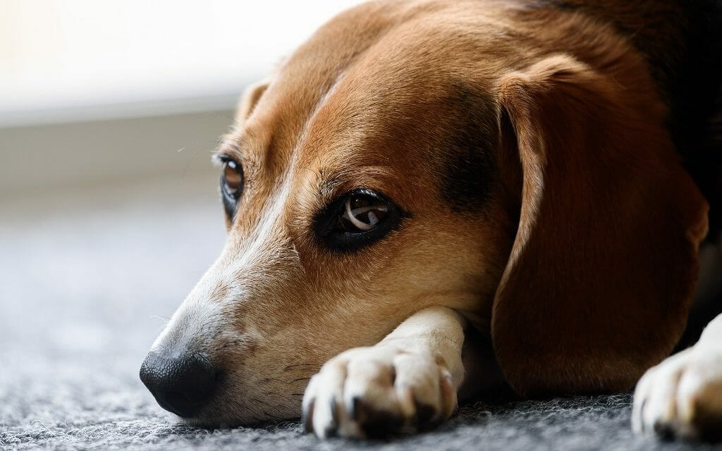 sad beagle