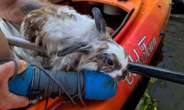 SIGN: Justice for Rabbit Roped by the Neck in River to Drown