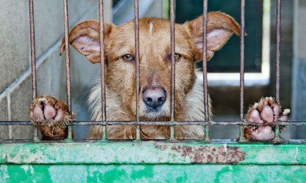 This Could Become the First Chinese City to Ban Dog and Cat Meat