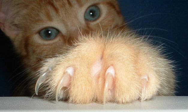 NY Becomes First State to Ban Cruel Cat Declawing
