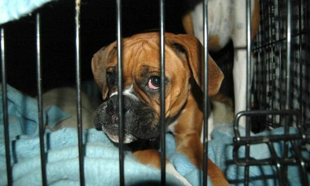 SIGN: Justice for 29 Dogs Burned to Death in Kennel Fire