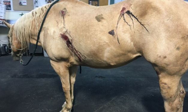 SIGN: Justice for Horse Shot with Semiautomatic Rifle