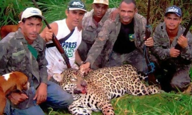 SIGN: Justice for Jaguars Brutally Killed by Cruel Poaching Gang