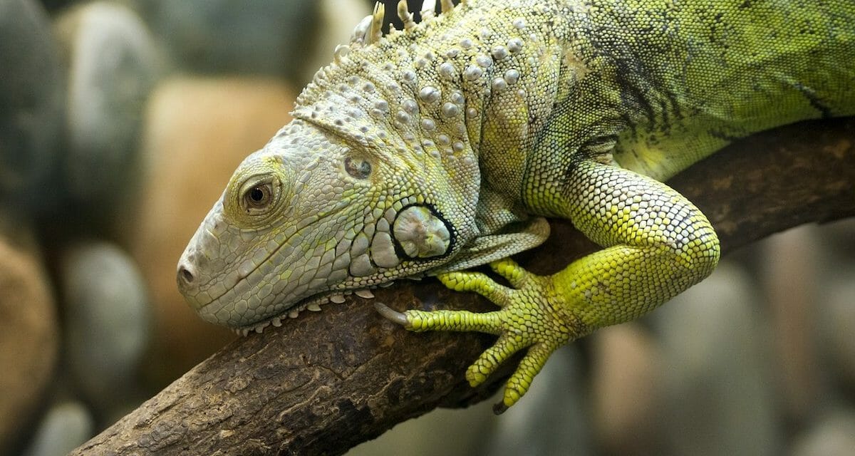 Representative image of green iguanas targeted in Florida