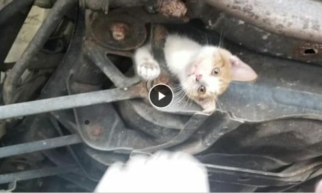VIDEO: Hero Mechanics Save Kitten Stuck Hopelessly in Car Frame