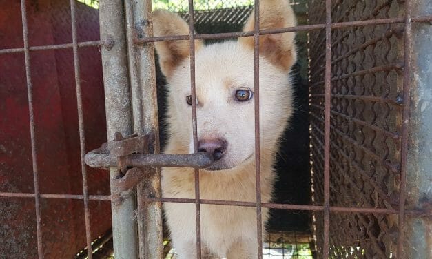 PETITION UPDATE: We Are One Step Closer to Ending Dog Meat in Gimpo, S. Korea