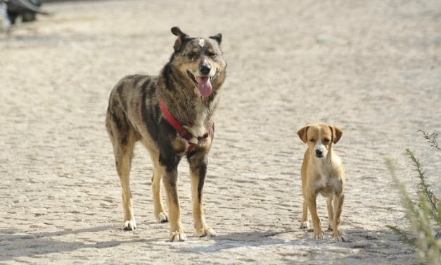 Bangladesh Replaces Century-Old Animal Cruelty Law with New, Stronger Protections