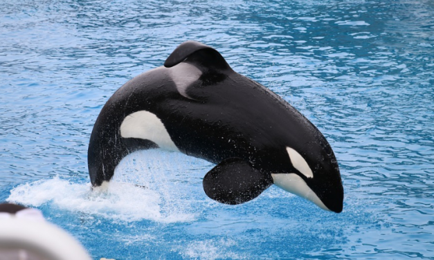 Victory for Cetaceans! Virgin Holidays Stops Booking Captive Whale and Dolphin Attractions