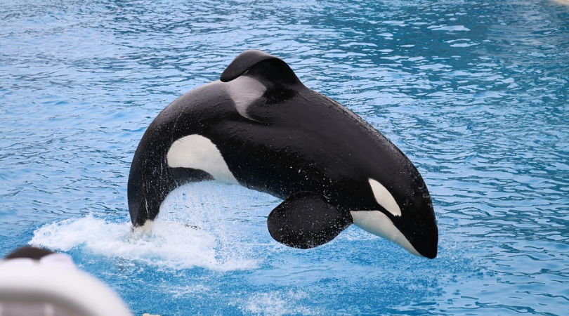 Captive orca performing