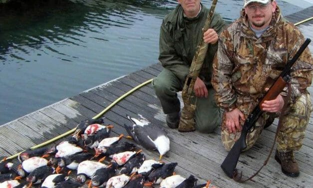 British Trophy Hunters Slaughter Up to 100 Endangered Puffins Per ‘Tour’