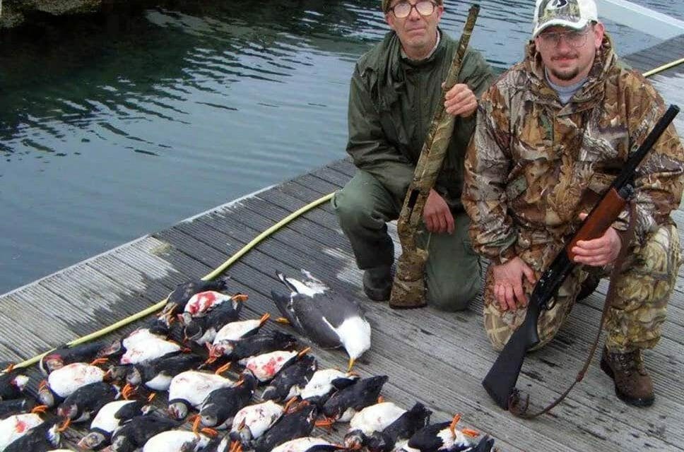 slaughtered puffins