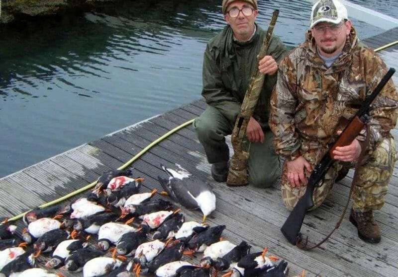 slaughtered puffins