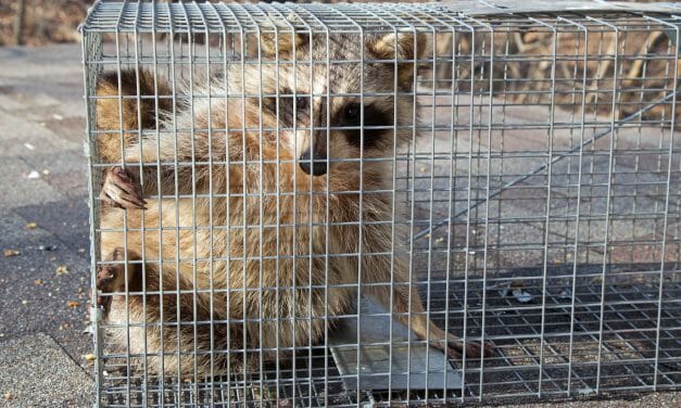 SIGN: Justice for Raccoon Trapped in Cage and Set on Fire