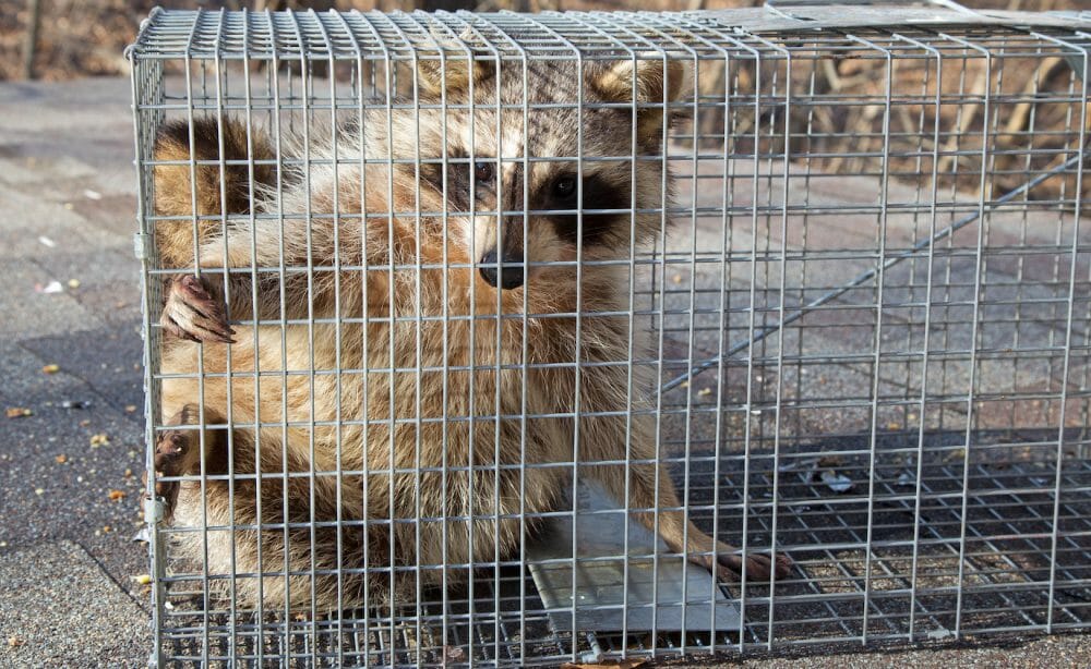 raccoon in cage