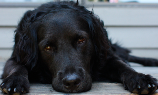 SIGN: Justice for Dog Locked in Cage and Left to Die