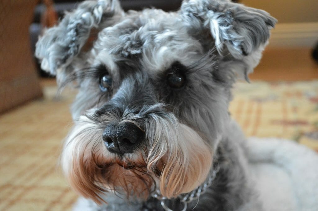 PETITION: Justice for Miniature Schnauzer Cruelly Burned Alive