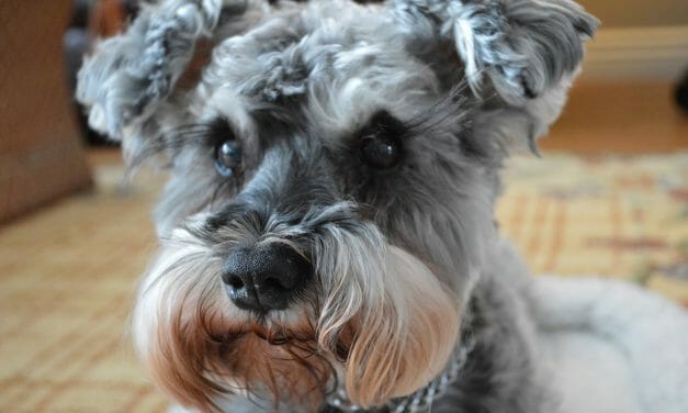 SIGN: Justice for Miniature Schnauzer Cruelly Burned Alive