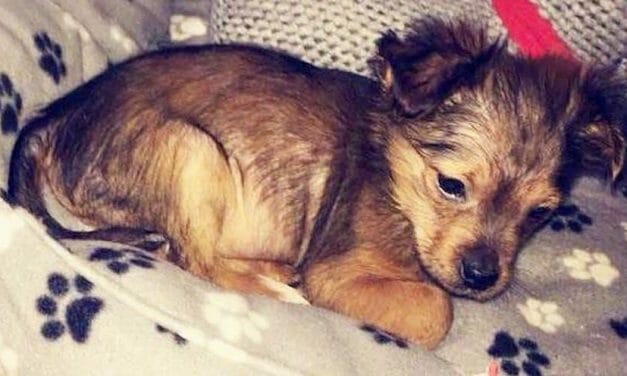 PETITION UPDATE: Man Who Beat Sparky the Puppy with A Hammer Sentenced to Jail