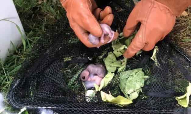 Kind Firefighters Rescue and Relocate Anxious Squirrel and Her Newborns