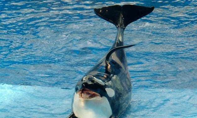 Former Trainers Accuse SeaWorld of Drugging and Starving Whales