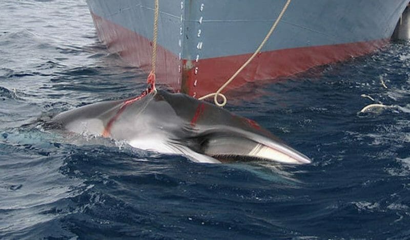 Japan Has Brought Back Cruel and Deadly Commercial Whaling