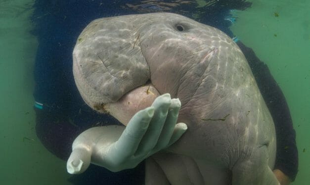 Mariam the Baby Dugong Has Died from Plastic in Her Stomach