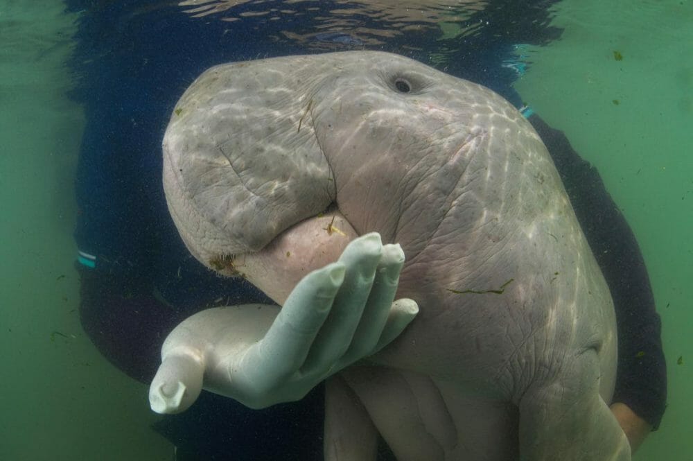 Mariam the dugong