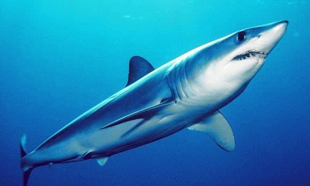 CITES Has Just Listed Mako Sharks As A Protected Species