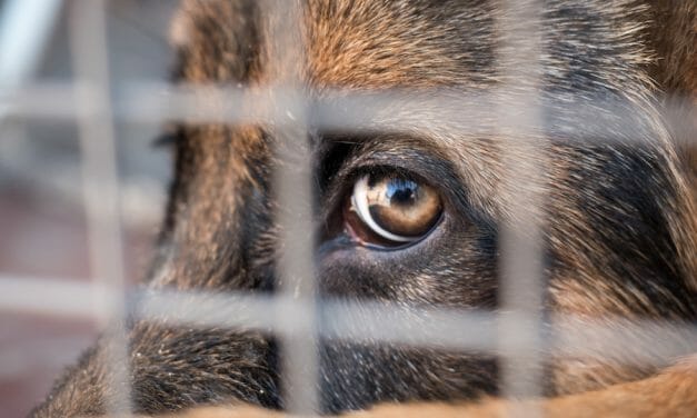 SIGN: Justice for Dog Locked in Crate and Left to Die in 110-Degree Heat