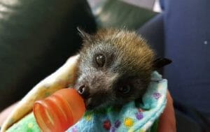 Baby bat in blanket