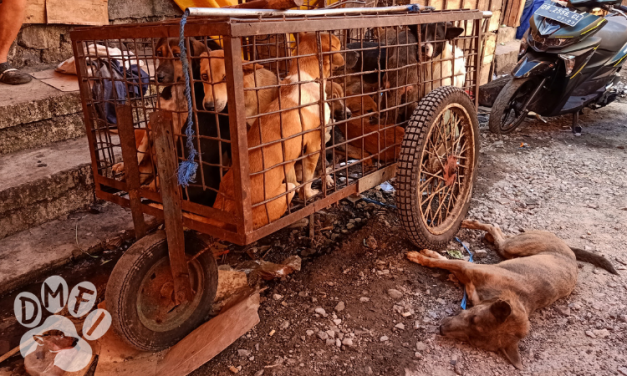 Activists Present 250,000 Signatures to End Dog and Cat Meat in North Sulawesi, Indonesia