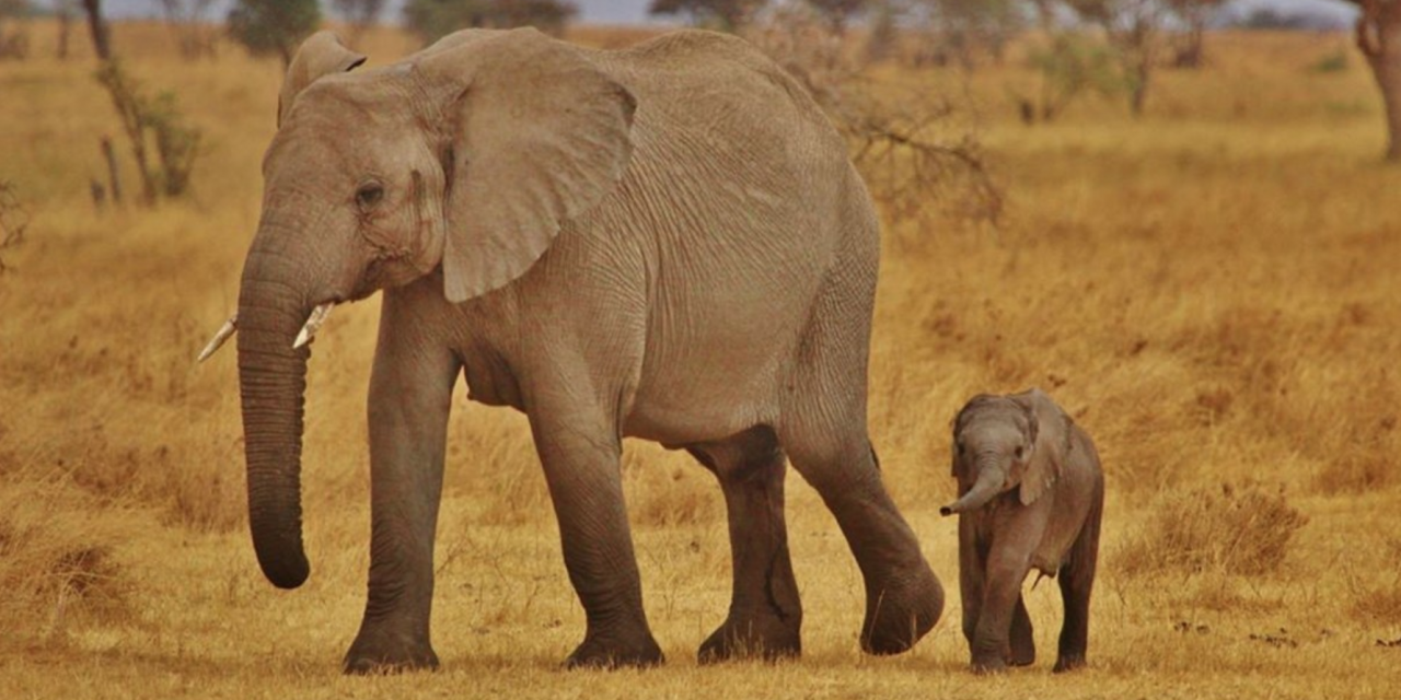 Mom and baby elephants in wild