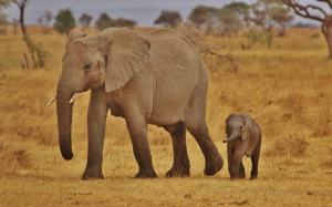 Mom and baby elephants in wild