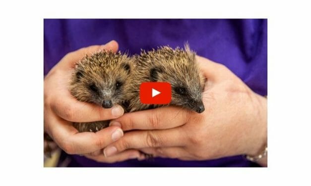 VIDEO: Over 30 Beautiful Hedgehogs Saved From Drowning in Scottish Flood