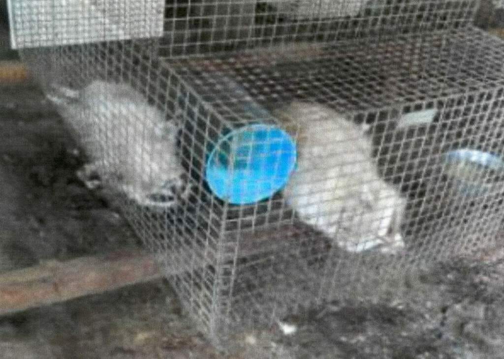 Caged raccoons