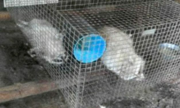 SIGN: Justice for Raccoons Drooling from 100-Degree Heat at Cruel Fur Farm