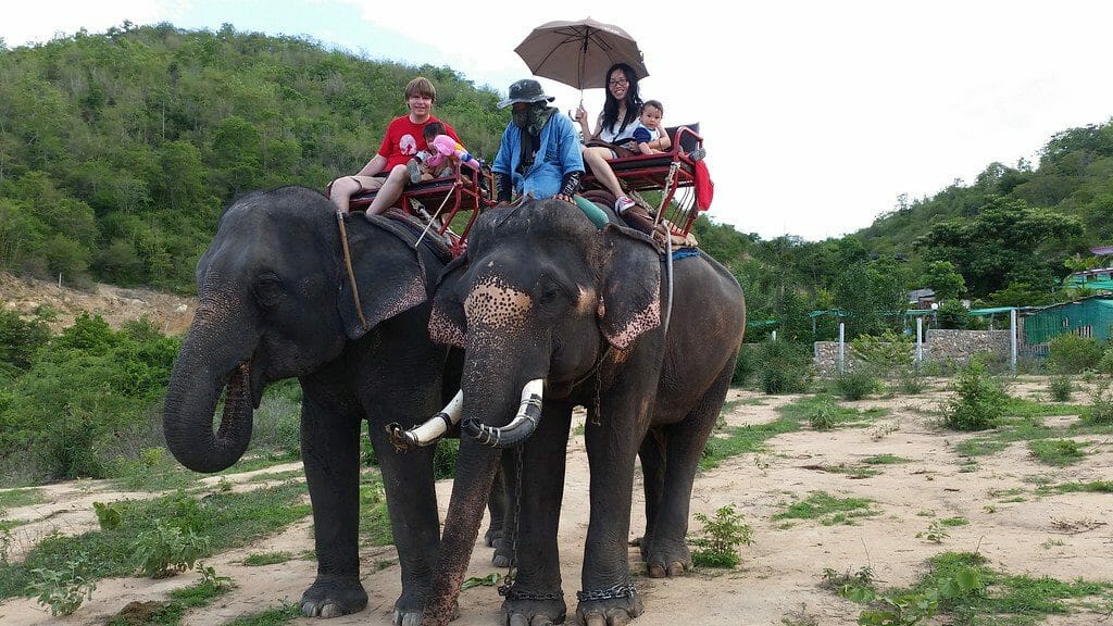 Victory for Elephants! This Indian District Has Just Stopped Cruel