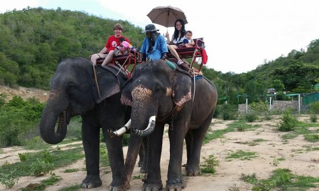 Victory for Elephants! This Indian District Has Just Stopped Cruel, Illegal Elephant Rides